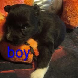 Blue - Black and white male Siberian Husky puppy in Porter Corners, New York from Twisted Gemstone Exotics