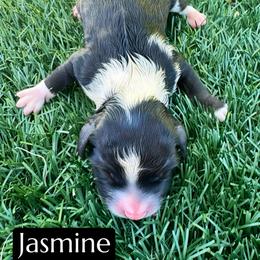 Jasmine - Black tri-color female Aussiedoodle puppy in Bakersfield, California from Annie's Aussies