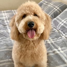 Bella - Goldendoodle