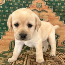 Female - Yellow female Labrador Retriever puppy in Husser, Louisiana from Kristen