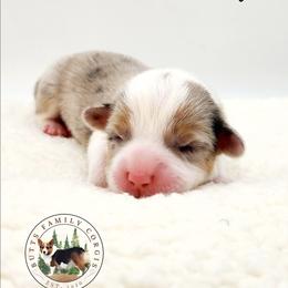 Shrimp - Blue merle and white male American Corgi puppy in Cameron, North Carolina from Butts Family Corgis