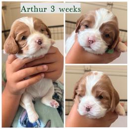 Arthur - Blenheim male Cavalier King Charles Spaniel puppy in Atwater, California from Countryside Royalty Cavaliers