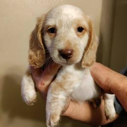 Dachshund Puppies from Wilson's Kennels