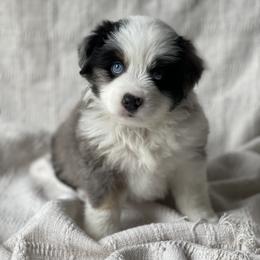 Jasper - Blue merle male Miniature Australian Shepherd puppy in Wesley Chapel, Florida from August Oaks Aussies