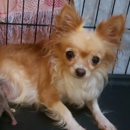 Diamond - Chihuahua