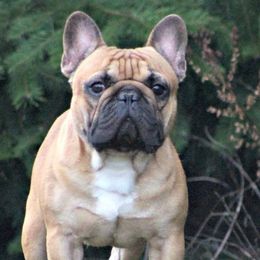 French Bulldogs from Jerri John