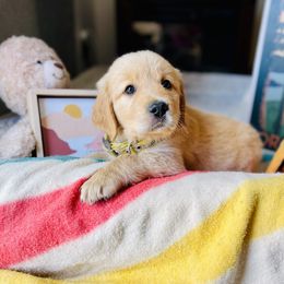 Golden Retriever Puppies from TaylerMade Goldens