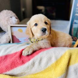 Golden Retriever Puppies from TaylerMade Goldens