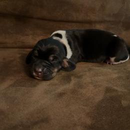 Blanche - Black white and tan female Basset Hound puppy in Letcher, Kentucky from Hackers Appalachian Basset Hounds