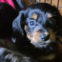 Jimmy - Black and tan male Dachshund puppy in Wakeman, Ohio from Angie's Adorable Dachshunds