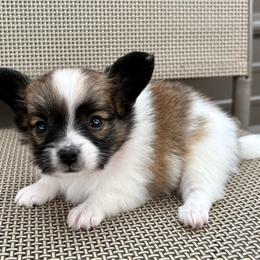 Minnie (Dark pink) - White and sable female Papillon puppy in Chattanooga, Oklahoma from Lottie Dottie Scottie’s and Papillons