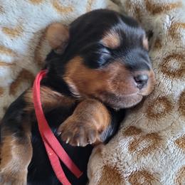 Red collar - Blue and gold male Yorkshire Terrier puppy in Dunedin, Florida from Cantlon Yorkshire Terriers