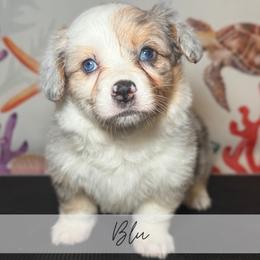 Amiee-Leigh Gemstone - Blue merle and white female American Corgi puppy in Greenwood, Indiana from Witch Creek Corgis