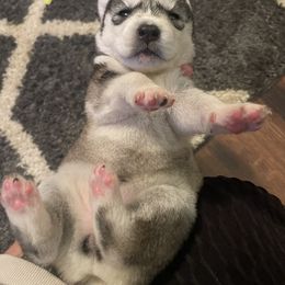 Siberian Husky Puppies from Alexandra's Siberian Huskies