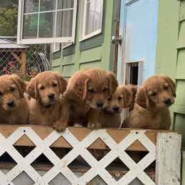 Golden Retriever Puppies from KP Golden Retrievers