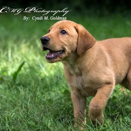 Labrador Retriever Puppies from Semko's All-Sports Dog