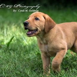 Labrador Retriever Puppies from Semko's All-Sports Dog