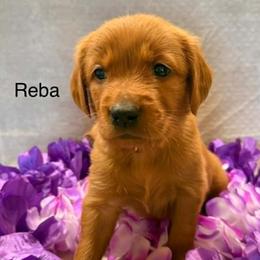 Reba - Dark golden female Golden Retriever puppy in Winnsboro, Texas from Crimson Golden Retrievers