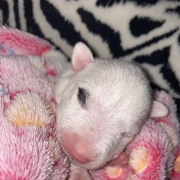 Spot - White Miniature Bull Terrier puppy in Nevada from R&R kennel