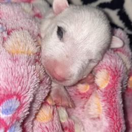 Spot - White Miniature Bull Terrier puppy in Nevada from R&R kennel