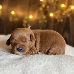 Lavender - Red female Australian Labradoodle puppy in Auburn, Washington from West Valley Labradoodles