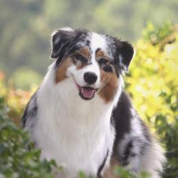 Australian Shepherds from Everlasting Aussies