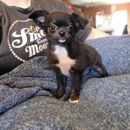 Jolly - Black and white female Chihuahua puppy in Demorest, Georgia from Sourpatch Chihuahuas