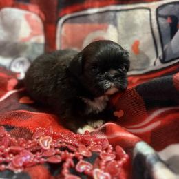 Stu - Brindle male Shih Tzu puppy in Sharon, Pennsylvania from Keystone Danes and Shih tzus