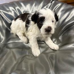 Spot - Parti male Miniature Schnauzer puppy in Norman, Oklahoma from Priscilla's Miniature Schnauzers