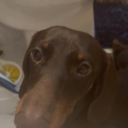 Roscoe - Dachshund