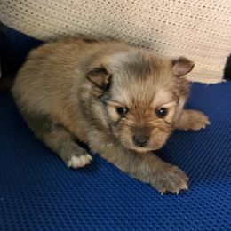 Ruby - Cream sable parti female Pomeranian puppy in Bellevue, Iowa from Fluffy Wonders Poms and Doodles