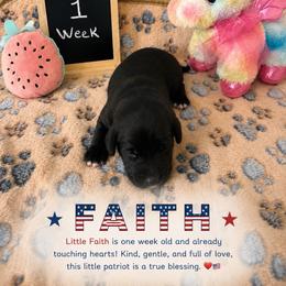 Faith - Black female Sheepadoodle puppy in Glen Rose, Texas from Clevenger’s Sheepadoodle Fur Baby Farm