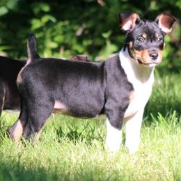 Rat Terrier Puppies from Walnut Acre Decker Terrier and ODT