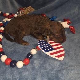 Leia - Red phantom female Aussiedoodle puppy in Cumberland, Rhode Island from W Doodle Crew