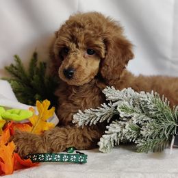 Coton de Tulear and Poodle Puppies from Legacy Pets