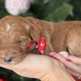 Yola -Red collar female - Red  female Goldendoodle puppy in Yuciapa, California from AlltheDoodlez_