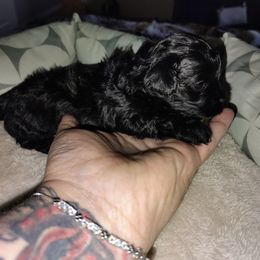 Pekingese and Poodle Puppies from Polk County Peekapoos