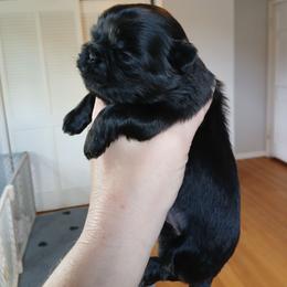 Evangeline (Midnight Velvet) - Black female Shih Tzu puppy in Jacksonville, North Carolina from Charming Southern Shih Tzu