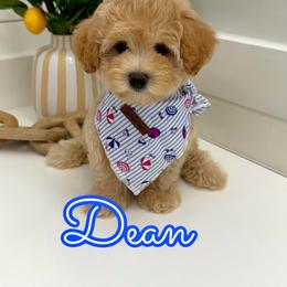 Dean - Apricot male Maltipoo puppy in Buford, Georgia from Petite Posh Puppies