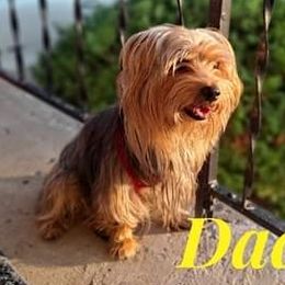 Ry - Yorkshire Terrier