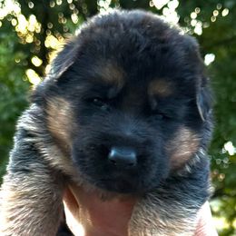 Male - Black and red male German Shepherd puppy in Winchester, Kentucky from Drache Feld