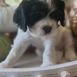 Lucy - Black white and tan female Cocker Spaniel puppy in Pueblo, Colorado from Scott & Lada’s Pups