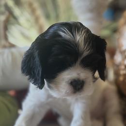 Lucy - Black white and tan female Cocker Spaniel puppy in Pueblo, Colorado from Scott & Lada’s Pups