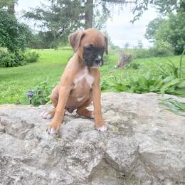 Maggie - Fawn female Boxer puppy in Cannon Falls, Minnesota from Pattys Boxers and Bulldogs
