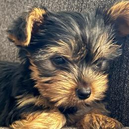 Brownie - Black and tan male Yorkshire Terrier puppy in Boston, Massachusetts from Little Yorkes of Boston