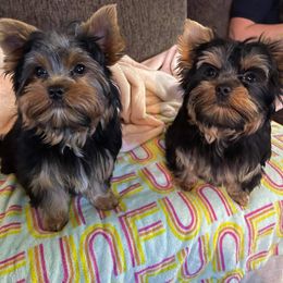 Yorkshire Terrier Puppies from Wild Azalea Yorkies on FB