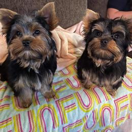 Yorkshire Terrier Puppies from Wild Azalea Yorkies on FB