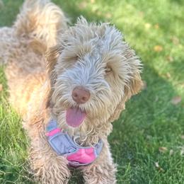 Judy - Bernedoodle