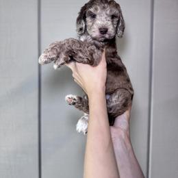 Bernedoodle, Bernese Mountain Dog, and Goldendoodle Puppies from Red Door Canines