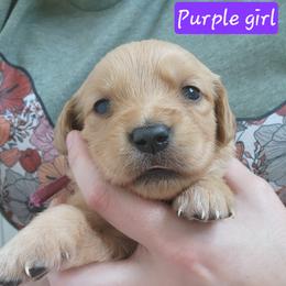 Purple girl - Dark golden female Golden Retriever puppy in Post Falls, Idaho from River Heights Golden Retrievers